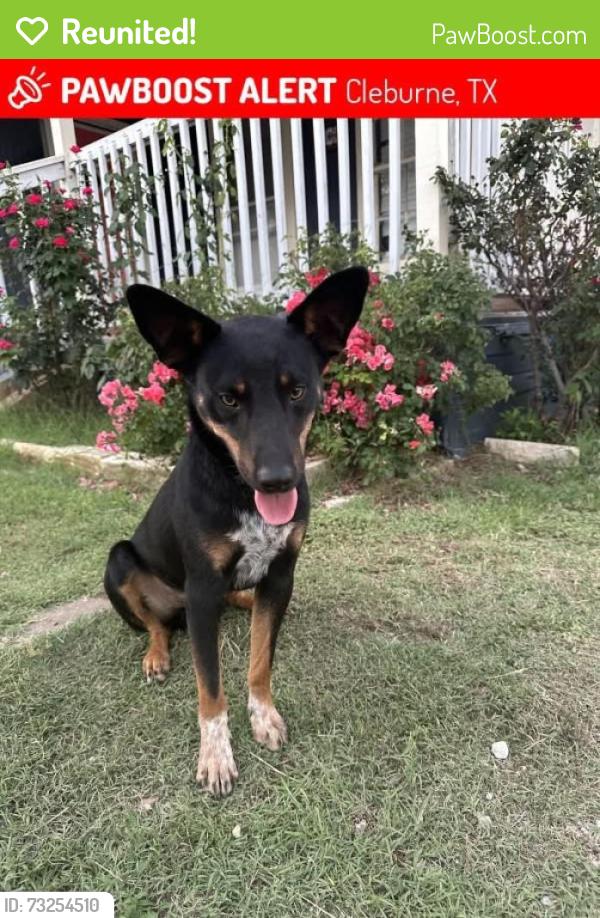 Reunited Male Dog last seen Near heb, Cleburne, TX 76033