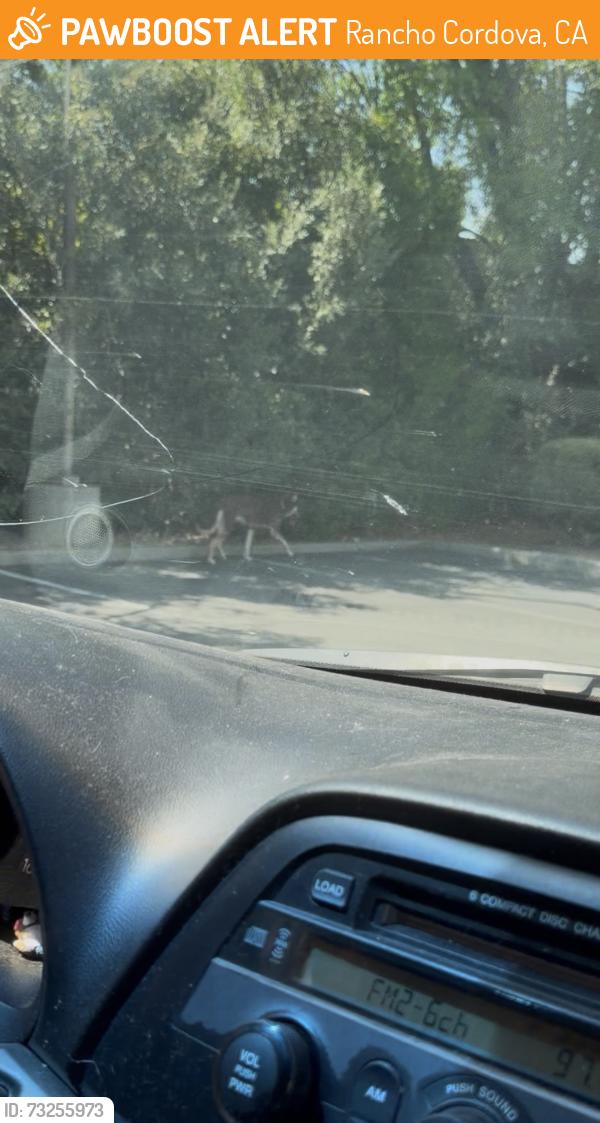 Found/Stray Female Dog last seen by a mcdonald’s, Rancho Cordova, CA 95670