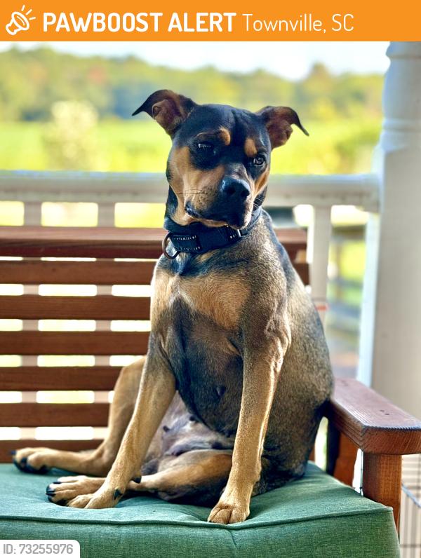 Found/Stray Female Dog last seen Old dobbins bridge rd and andersonville rd, Townville, SC 29689