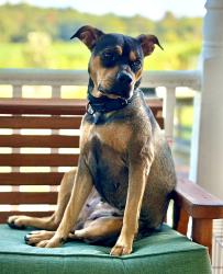 Found/Stray Female Dog last seen Old dobbins bridge rd and andersonville rd, Townville, SC 29689