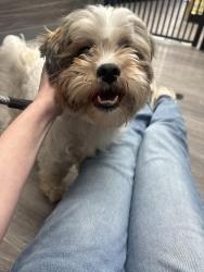 Found/Stray Male Dog last seen Unknown, Birmingham, MI 48009