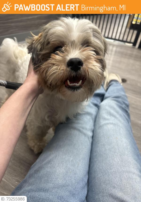 Found/Stray Male Dog last seen Unknown, Birmingham, MI 48009