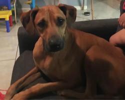 Reunited Female Dog last seen Kingwood, Houston, TX, USA, Houston, TX 77339