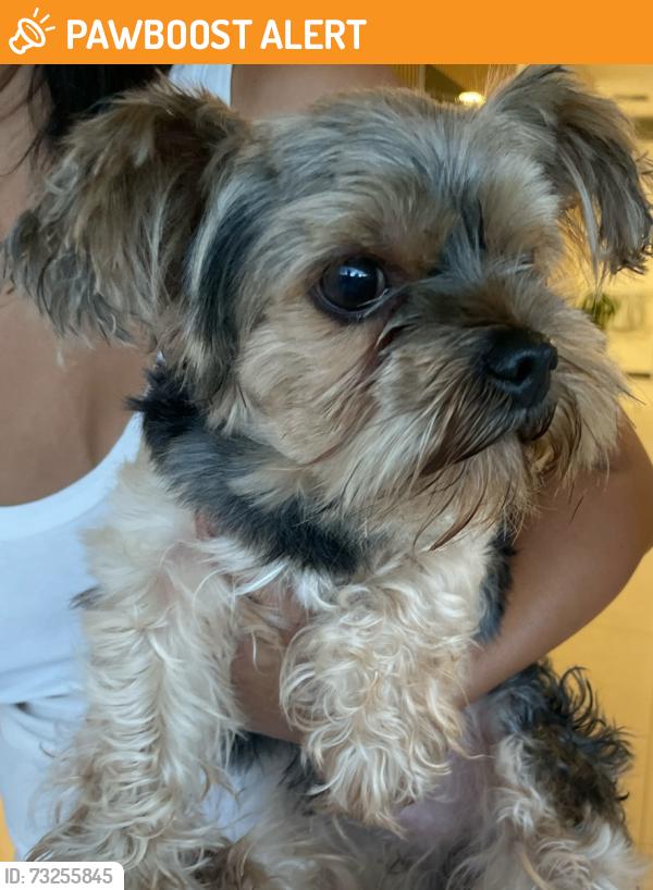 Found/Stray Male Dog last seen Hallandale, Hallandale Beach, FL 33009