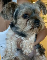 Found/Stray Male Dog last seen Hallandale, Hallandale Beach, FL 33009