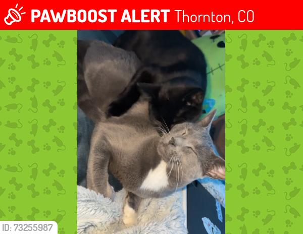 Lost Male Cat last seen Lamberson Lakes, Thornton, CO 80229
