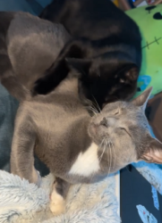 Lost Male Cat last seen Lamberson Lakes, Thornton, CO 80229