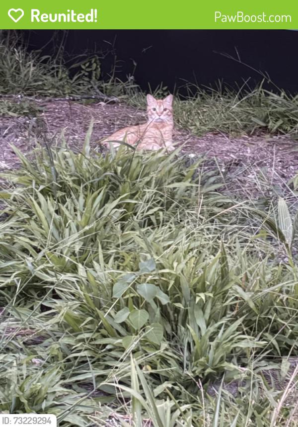 Reunited Unknown Cat last seen Near Richmond Ave, Houston, TX 77098, USA, Houston, TX 77098