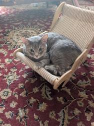Reunited Male Cat last seen E date st and Golden ave, San Bernardino, CA 92404