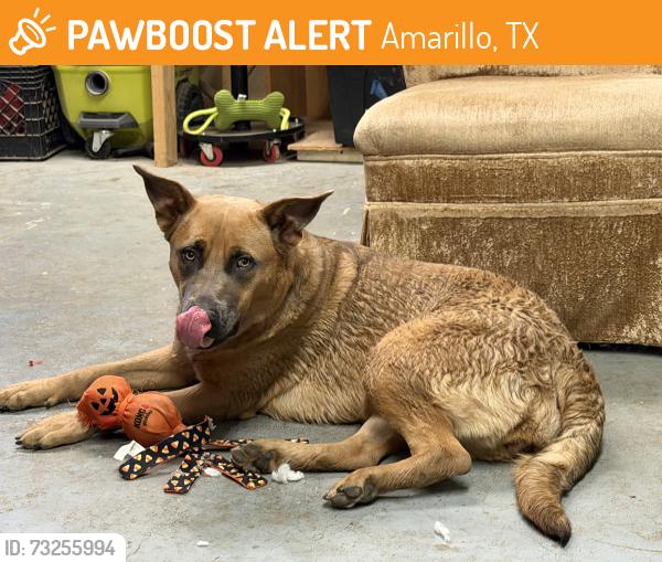 Found/Stray Female Dog last seen Southlawn Park, Amarillo, TX 79110
