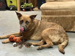 Found/Stray Female Dog last seen Southlawn Park, Amarillo, TX 79110