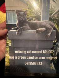 Lost Male Cat last seen Sylvania veterinary hosp, Sylvania, OH 43560