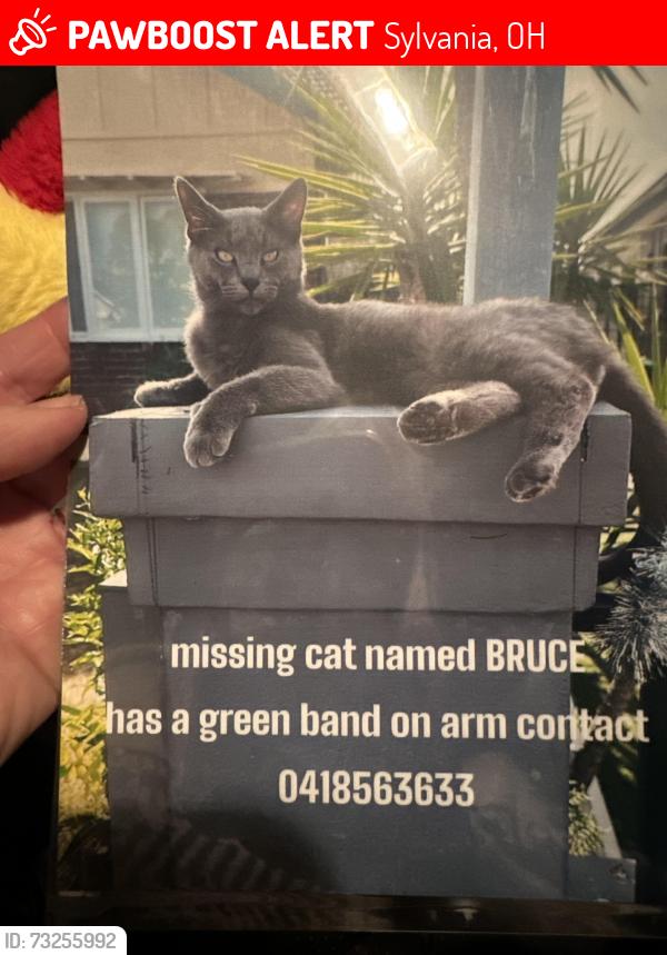 Lost Male Cat last seen Sylvania veterinary hosp, Sylvania, OH 43560