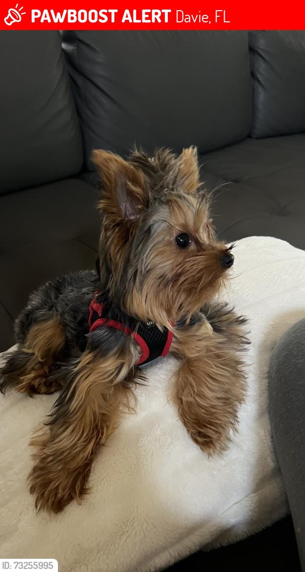 Lost Male Dog last seen Riverstone community, Davie, FL 33328