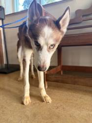 Shelter Stray Male Dog last seen Beltline and 35 - Dollar Tree, Desoto, TX, 1150 E Pleasant Run Rd, Cedar Hill, TX 75104, USA
