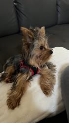 Lost Male Dog last seen Riverstone community, Davie, FL 33328