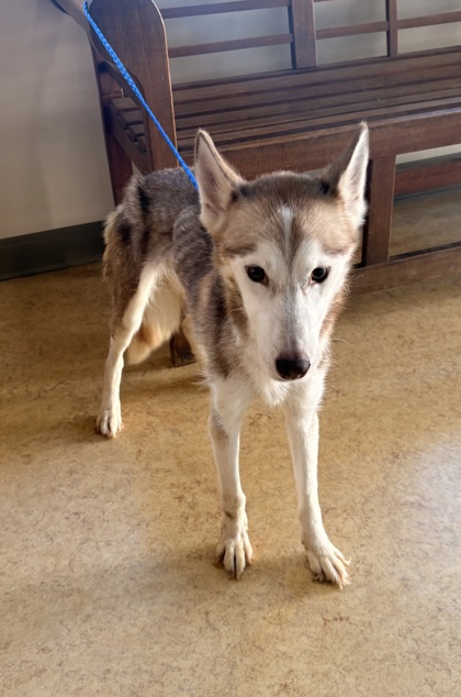 Shelter Stray Female Dog last seen Beltline and 35 - Dollar Tree, Desoto, TX, 1150 E Pleasant Run Rd, Cedar Hill, TX 75104, USA