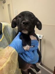 Shelter Stray Male Dog last seen Near west Alexandria, Madison Twp, OH, 1820 Princeton Rd, Hamilton, OH 45011, USA