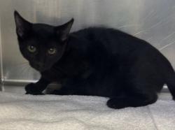 Shelter Stray Male Cat last seen 24th and M, City, CA, 3000 Gibson St, Bakersfield, CA 93308, USA