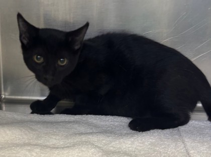 Shelter Stray Male Cat last seen 24th and M, City, CA, 3000 Gibson St, Bakersfield, CA 93308, USA