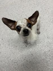 Shelter Stray Female Dog last seen High St by Fremont High, Oakland, CA, 1101 29th Ave, Oakland, CA 94601, USA