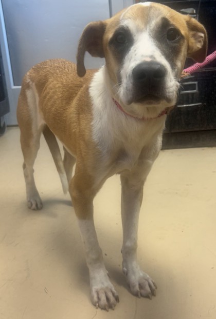 Shelter Stray Female Dog last seen Near Leslie Place, 30058, GA, 3280 Chamblee Dunwoody Rd, Chamblee, GA 30341, USA