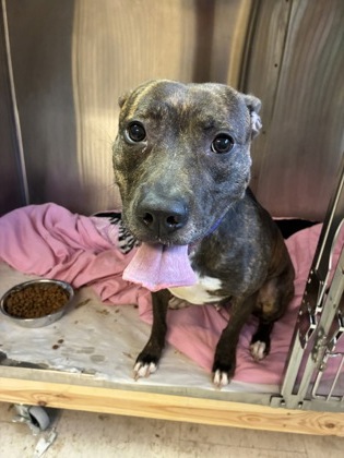 Shelter Stray Female Dog last seen Near Covington Highway Decatur Georgia 30035, 30035, GA, 3280 Chamblee Dunwoody Rd, Chamblee, GA 30341, USA