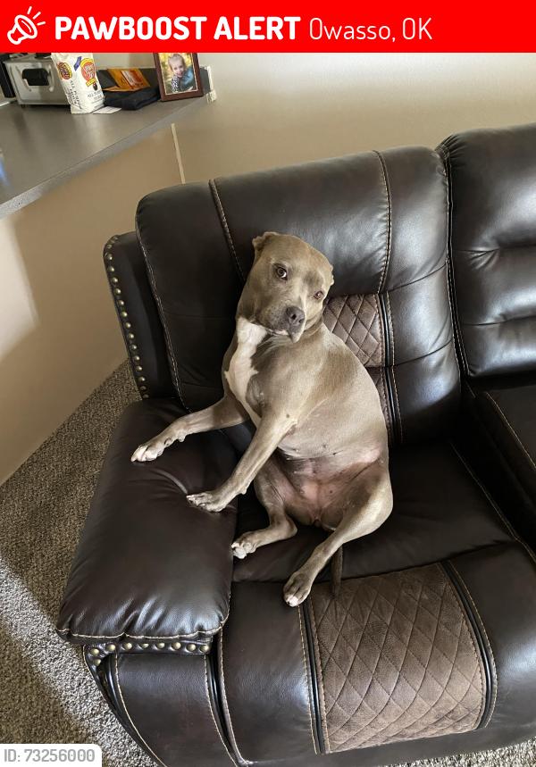Lost Female Dog last seen Near east 83rd st north owasso Oklahoma 74055, Owasso, OK 74055