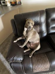 Lost Female Dog last seen Near east 83rd st north owasso Oklahoma 74055, Owasso, OK 74055