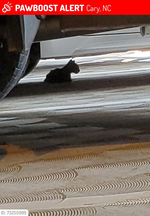 Lost Unknown Cat last seen RDU Airport Parking Garage, Cary, NC 27513