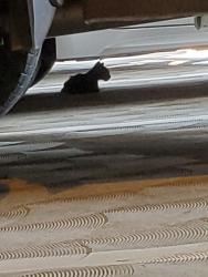 Lost Unknown Cat last seen RDU Airport Parking Garage, Cary, NC 27513