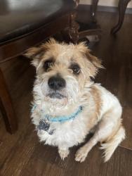 Lost Male Dog last seen Near E Mckellips Rd, Mesa, Az, 85201, Mesa, AZ 85201