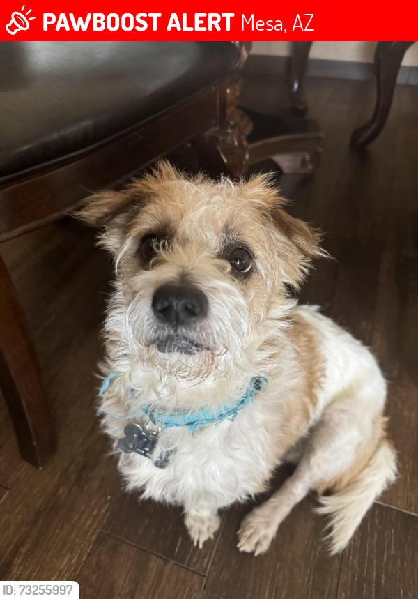 Lost Male Dog last seen Near E Mckellips Rd, Mesa, Az, 85201, Mesa, AZ 85201