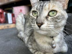 Lost Female Cat last seen Eureka Drive and Tanforan, Riverside, CA 92503