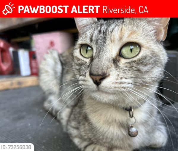 Lost Female Cat last seen Eureka Drive and Tanforan, Riverside, CA 92503