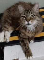 Found/Stray Female Cat last seen Arabian Ave SE, Salem 97317 near Sorrel, Salem, OR 97317