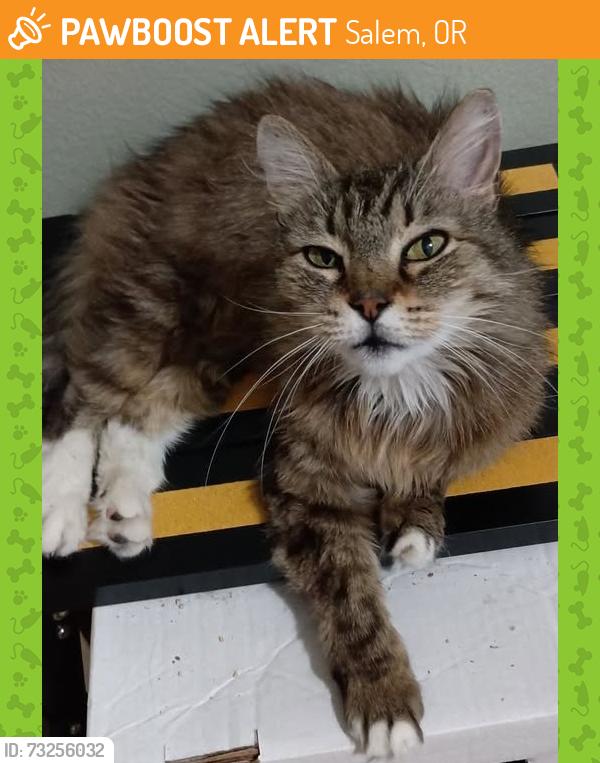 Found/Stray Female Cat last seen Arabian Ave SE, Salem 97317 near Sorrel, Salem, OR 97317