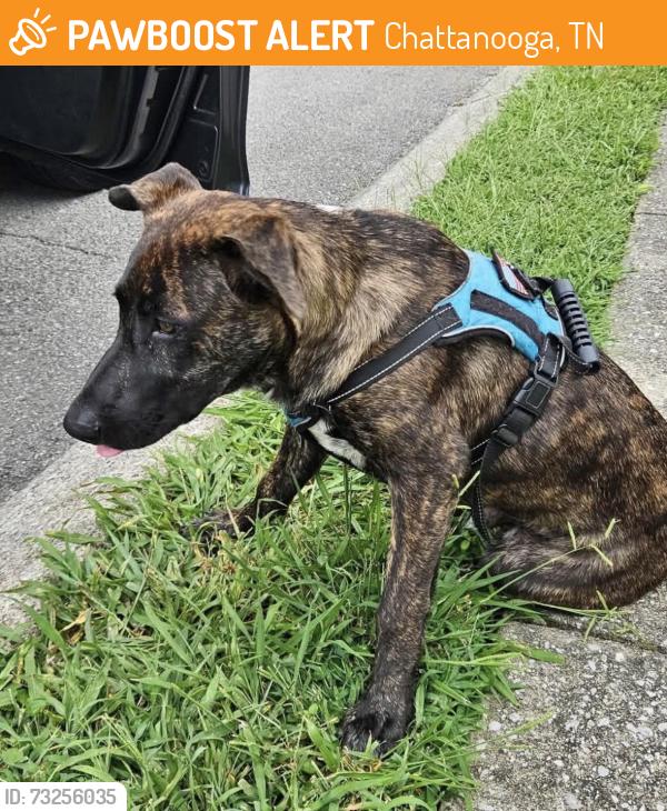 Found/Stray Male Dog last seen Belleau Woods Drive, Chattanooga, TN 37421