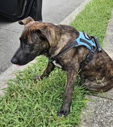Found/Stray Male Dog last seen Belleau Woods Drive, Chattanooga, TN 37421