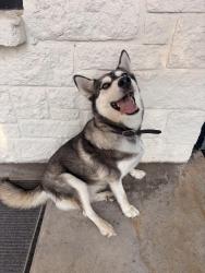 Found/Stray Female Dog last seen Patriot Rv Park, office, Honey Lane Waco, TX, Waco, TX 76706