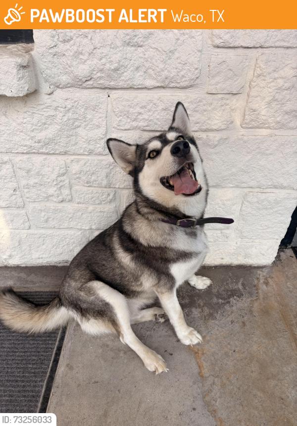 Found/Stray Female Dog last seen Patriot Rv Park, office, Honey Lane Waco, TX, Waco, TX 76706