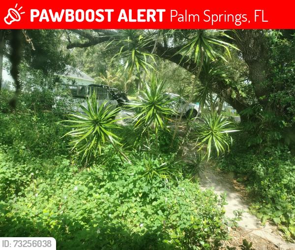 Lost Male Cat last seen Congress / Foresthill, Palm Springs, FL 33406