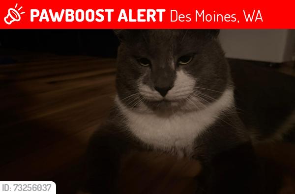 Lost Male Cat last seen 4th pl s 98198, Des Moines, WA 98198