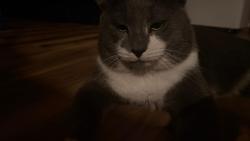 Lost Male Cat last seen 4th pl s 98198, Des Moines, WA 98198