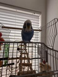 Lost Male Bird last seen Near san tomas gardens, Campbell, CA 95130
