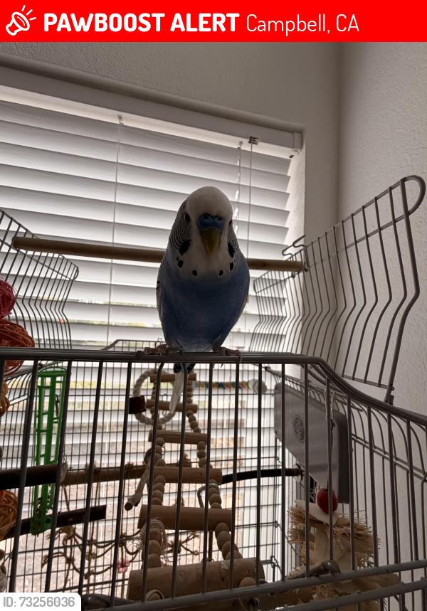 Lost Male Bird last seen Near san tomas gardens, Campbell, CA 95130