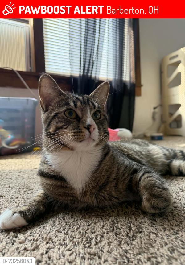 Lost Male Cat last seen Premier Garden apmts, Barberton, OH 44203