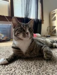 Lost Male Cat last seen Premier Garden apmts, Barberton, OH 44203