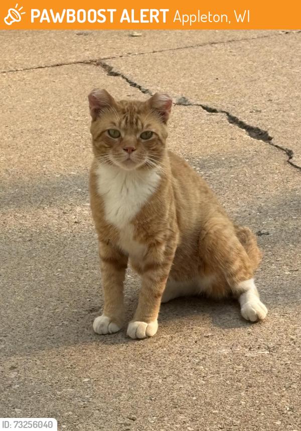 Found/Stray Male Cat last seen S. Matthias and E. Lourdes, Appleton, WI 54915