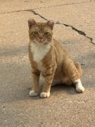 Found/Stray Male Cat last seen S. Matthias and E. Lourdes, Appleton, WI 54915